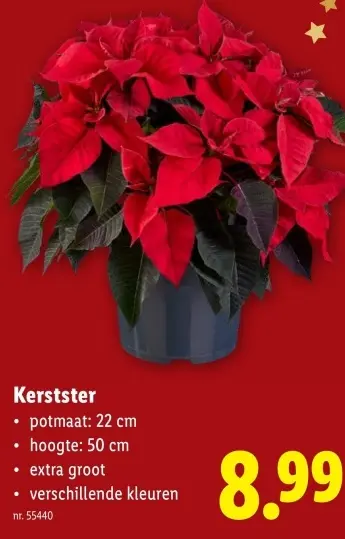 Promotie: Kerstster
