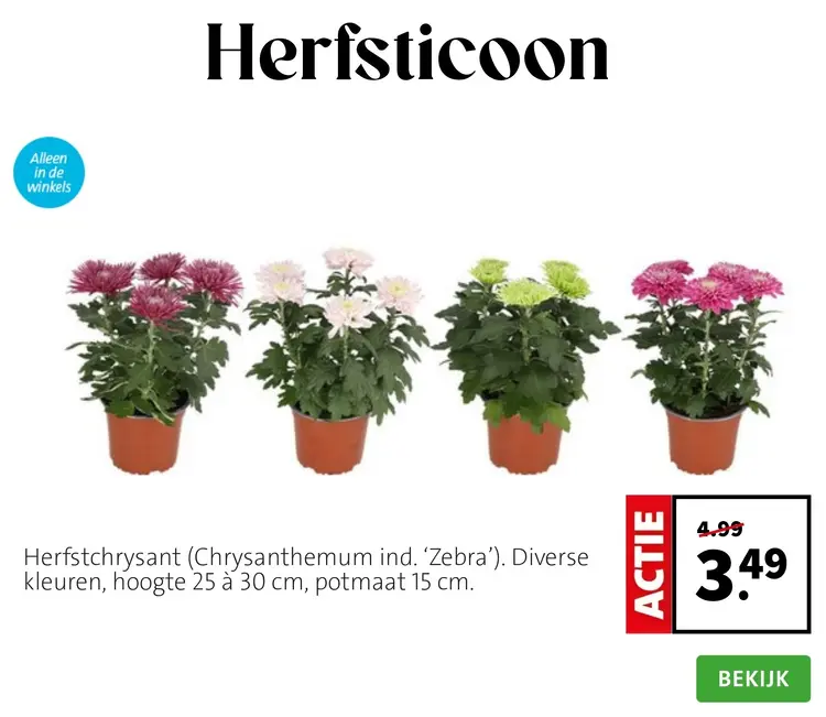 Aanbieding: Herfstchrysant