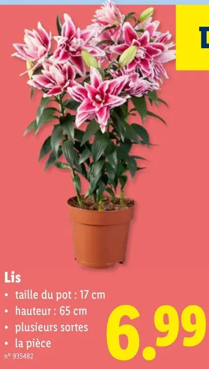 Offre: Lis