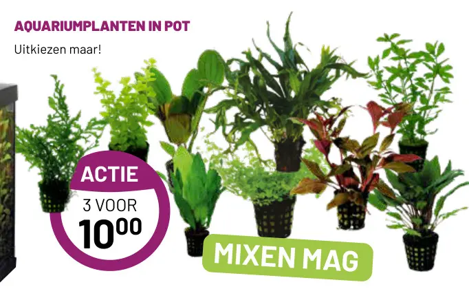 Aanbieding: Aquariumplanten in pot