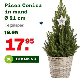 Aanbieding: Picea Conica