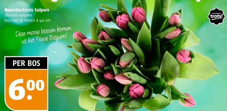 Aanbieding: Noordertrots tulpen