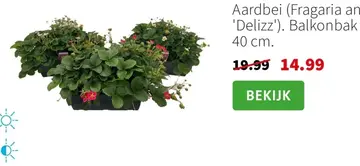 Aanbieding: Aardbei (Fragaria an 'Delizz')
