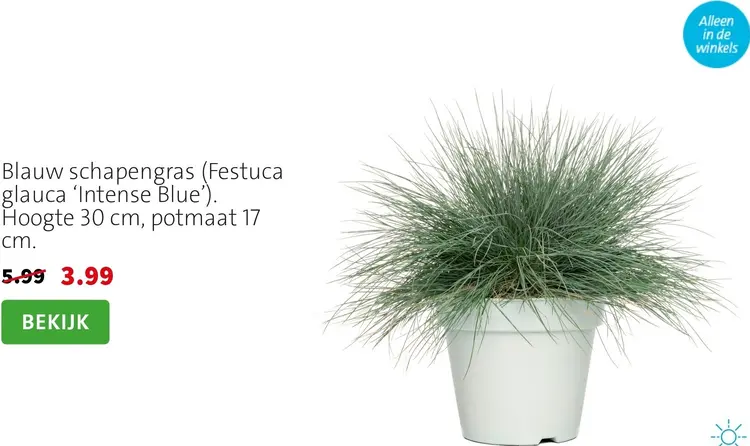 Aanbieding: Blauw schapengras