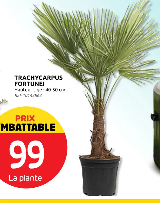 Offre: Trachycarpus fortunei