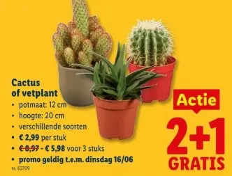 Promotie: Cactus of vetplant