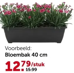 Promotie: Anjer (Dianthus) Pink Kisses in bloembak 40 cm