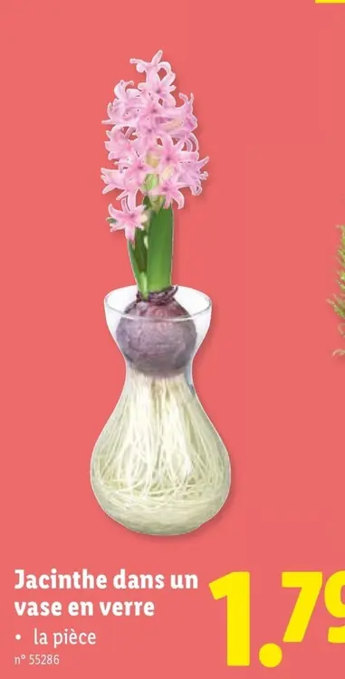 Offre: Jacinthe dans un vase en verre