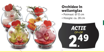 Aanbieding: Orchidee in wellantglas