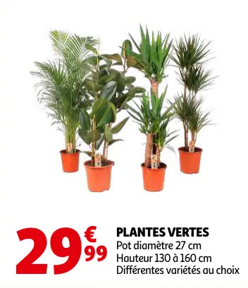 Offre: Plantes vertes