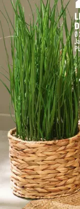 Offre: Le pot d'herbes folles