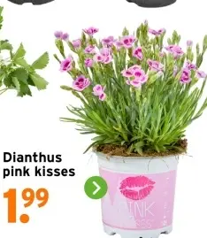 Aanbieding: Dianthus pink kisses