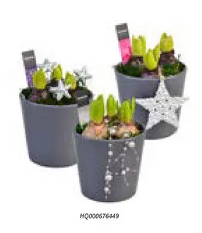 Promotie: Hyacint in pot