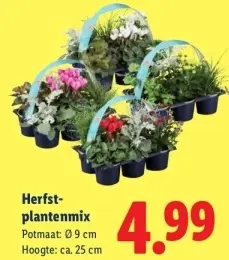 Aanbieding: Herfst-plantenmix