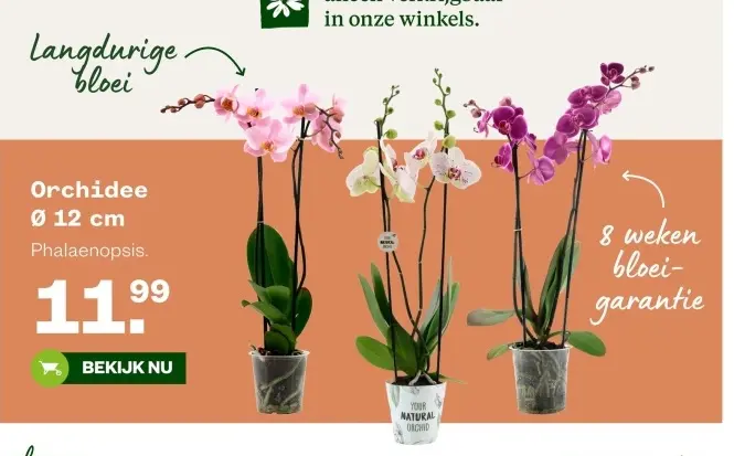 Aanbieding: Orchidee
