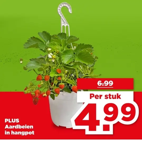 PLUS Aardbeien in hangpot