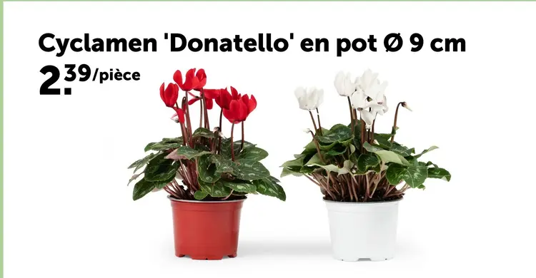 Offre: Cyclamen 'Donatello'