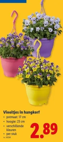 Promotie: Viooltjes in hangkorf