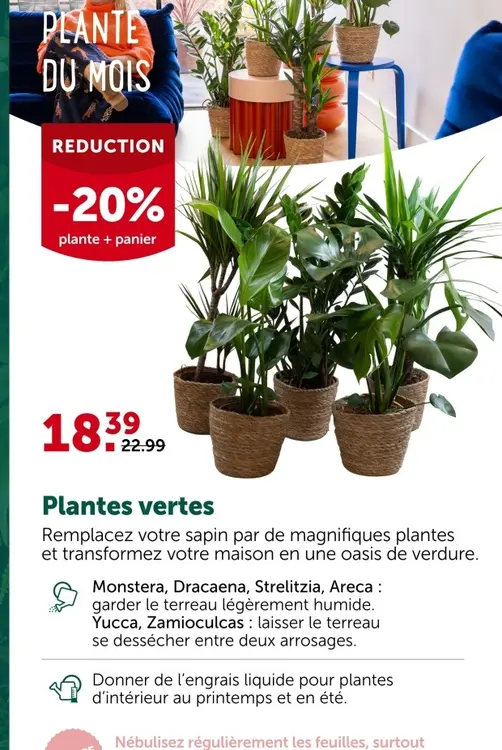 Offre: Plantes vertes