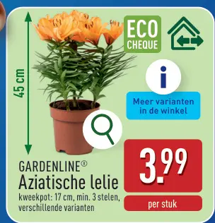 Promotie: Aziatische lelie