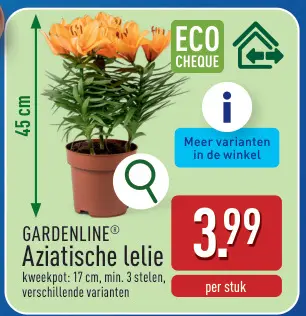 Promotie: Aziatische lelie
