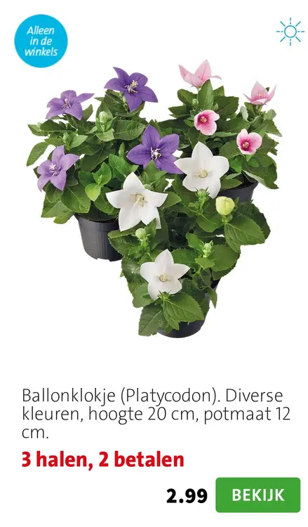 Aanbieding: Ballonklokje (Platycodon)