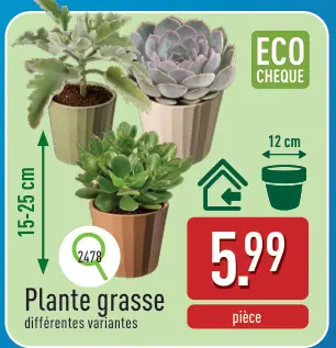 Offre: Plante grasse