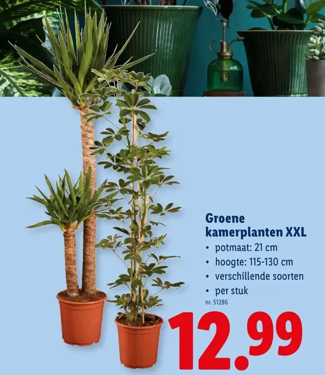Promotie: Groene kamerplanten XXL