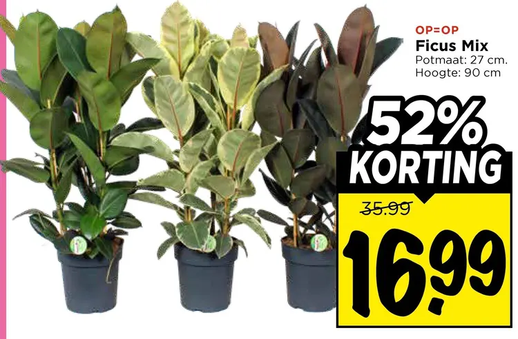 Ficus Mix