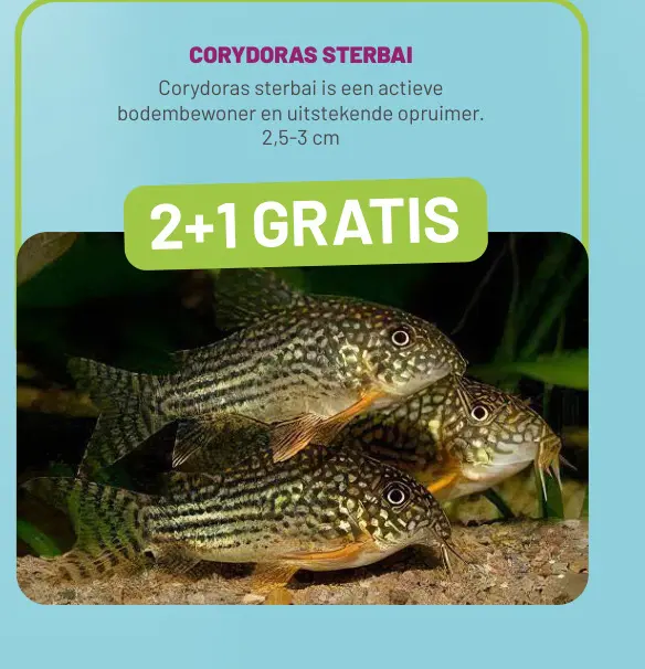 Aanbieding: Corydoras Sterbai