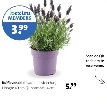 Aanbieding: Kuiflavendel