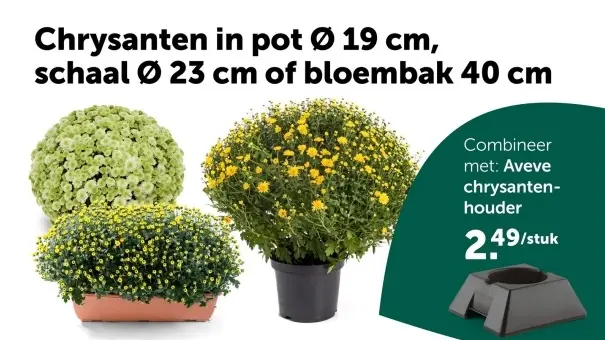 Aanbieding: Chrysanten in pot, schaal of bloembak