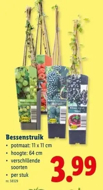 Promotie: Bessenstruik