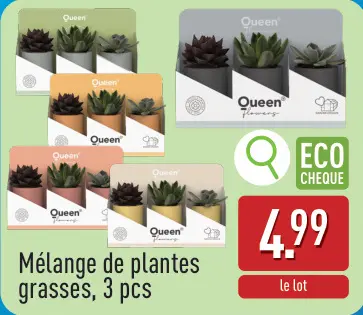 Offre: Mélange de plantes grasses