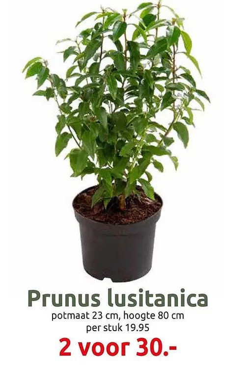 Aanbieding: Prunus lusitanica