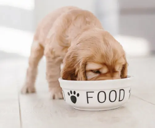 Offre: Puppy Food