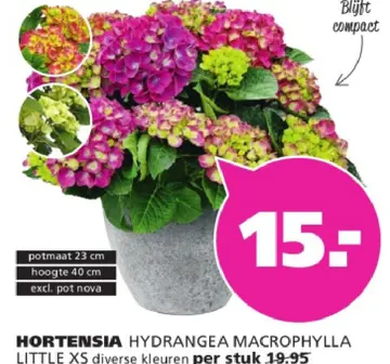 Aanbieding: HORTENSIA HYDRANGEA MACROPHYLLA LITTLE XS div