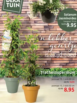 Aanbieding: Solanum Jasminoides