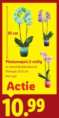Aanbieding: Phalaenopsis 2-stelig
