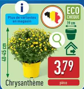 Offre: Chrysanthème