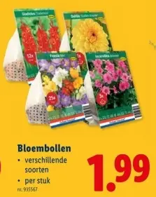 Promotie: Bloembollen