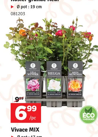 Offre: Rosier grande fleuri