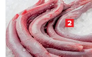 Promotie: Gekuiste hondshaai