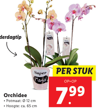 Aanbieding: Orchidee