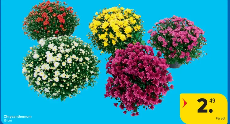 Aanbieding: Chrysanthemum