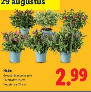 Aanbieding: Hebe