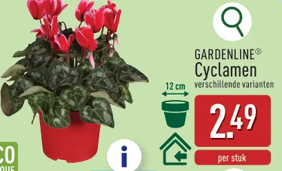 Promotie: Cyclamen