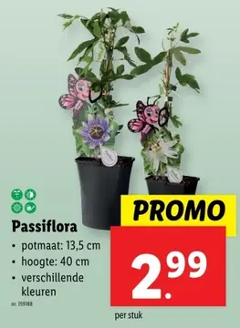 Aanbieding: Passiflora