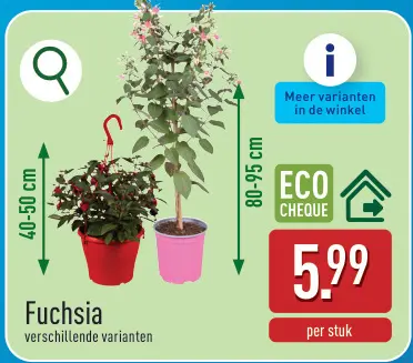 Promotie: Fuchsia