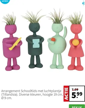 Aanbieding: Arrangement SchoolKids met luchtplantje (Till